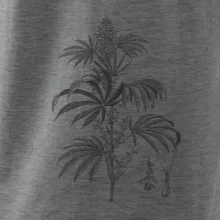 Konope kvietok čiernobiely  