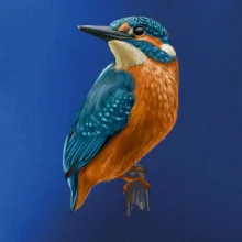 Ľadnáčik kreslený Ľadnáčik kreslený