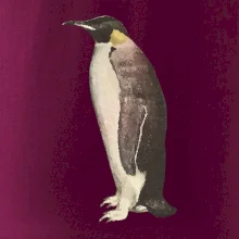 Tučniak kreslený vodovými farbami