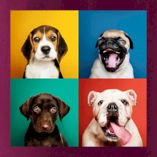 Psi šteňatá koláž