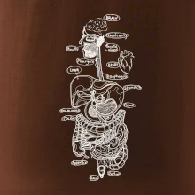 Skica ľudských orgánov