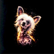 Obrázok poltón čínsky chocholatý pes