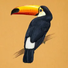 Tukan kreslený
