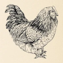 Sliepka čiernobiela Sliepka čiernobiela