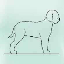 Lagotto romagnolo stojaci