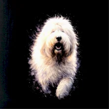 Obrázok poltón Bobtail bežiaci