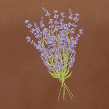 Levanduľa kreslená