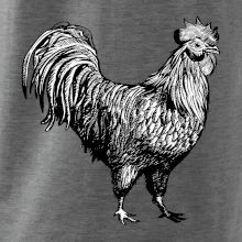 Kohút kreslený čiernobiely