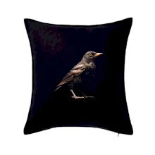 Kos čierny čierna fotka