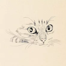 Mačka tvár kresba Mačka tvár kresba