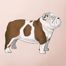 Vintage English bulldog
