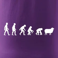 Evolúcia ovce