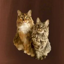 Mačky vectorizované (Moňas)