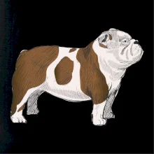 Vintage English bulldog