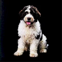 Lagotto romagnolo fotografia v tme Lagotto romagnolo fotografia v tme