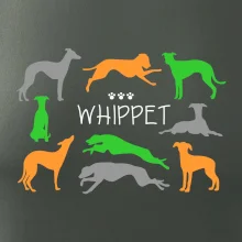 Whippet farebný