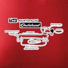 Jazvečík - Anatómia