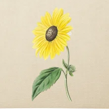 Slnečnica otočená