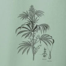 Konope kvietok čiernobiely  