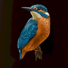 Ľadnáčik kreslený