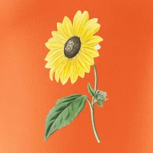 Slnečnica otočená