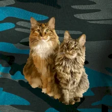 Mačky vectorizované (Moňas)