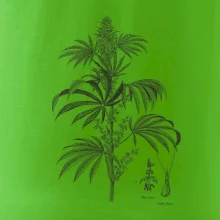 Konope kvietok čiernobiely  