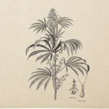 Konope kvietok čiernobiely  