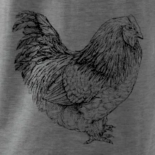 Sliepka čiernobiela Sliepka čiernobiela