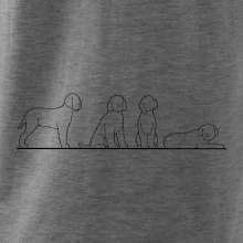 Lagotto romagnolo postavy linka