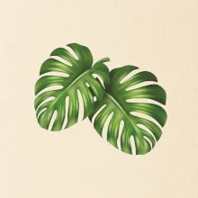 Monstera - dva listy