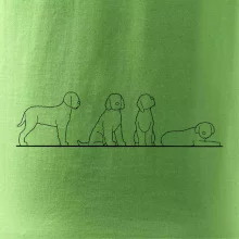 Lagotto romagnolo postavy linka