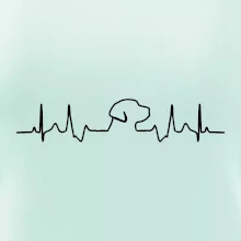 Labradorský retriever‎ EKG