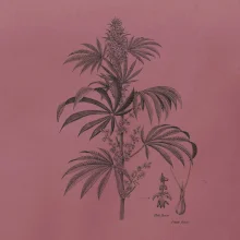 Konope kvietok čiernobiely  