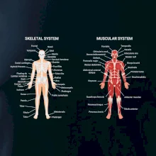 Skelet and Moscular system Skelet and Moscular system