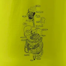 Skica ľudských orgánov