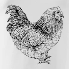 Sliepka čiernobiela Sliepka čiernobiela