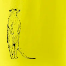 Surikata čierna kresba