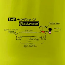 Jazvečík - Anatómia