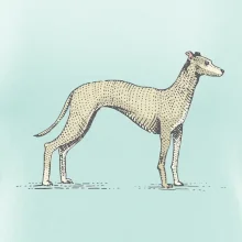 Vintage Whippet