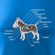 Tajomstvo bulteriéra s popisom (Pecka Design)