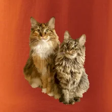 Mačky vectorizované (Moňas)