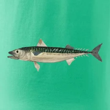 Makrela obecná Makrela obecná