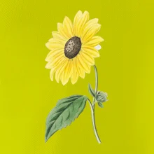 Slnečnica otočená