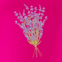 Levanduľa kreslená