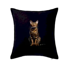 Bengálska mačka čierna fotka