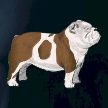 Vintage English bulldog