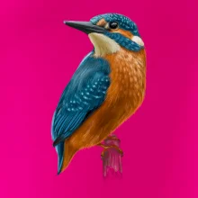 Ľadnáčik kreslený