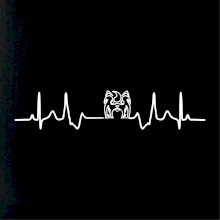 Shih-tzu ekg hlava Shih-tzu ekg hlava