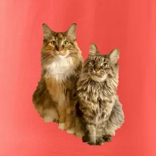 Mačky vectorizované (Moňas)